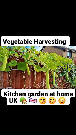 4.1K views · 65 reactions | Kitchen garden at home UK | vegetable Harvesting #vegetablegarden #harvesting | Home Gardening UK | Facebook