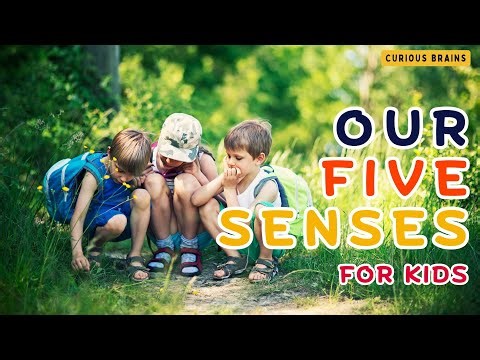 What Are the 5 Senses? | Easy Science for Kids|Easy Learning|Curious Brains