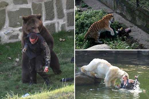 World's worst ever zoo attacks as bears, tigers and gorillas attack visitors