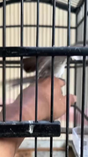 Le Mineral on TikTok