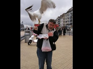 Seagulls Attack and its Hilarious!!!