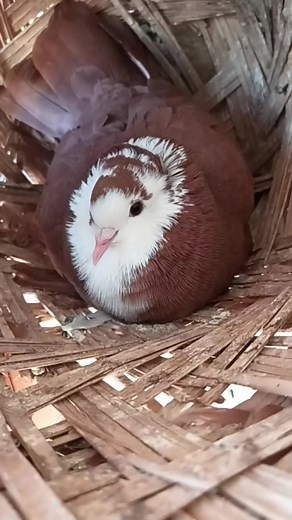 🕊🥰 #Iraqi_Pigeons | Iraqi Pigeons