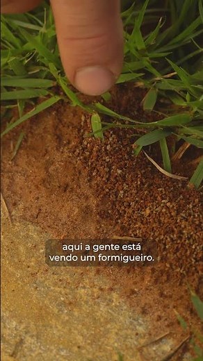 Forth Formicida