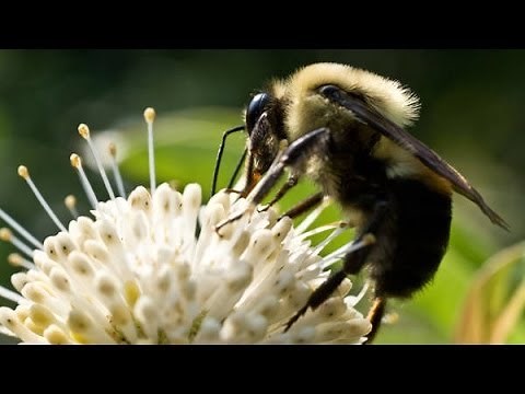 Flight of the Bumblebee - ScienceTake