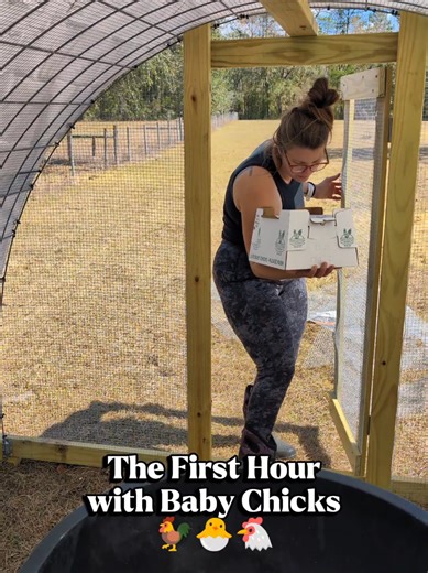 Caring for Baby Chicks: Our Favorite Feed and Tips