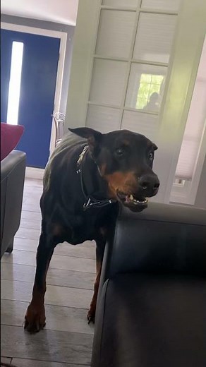 Big Doberman Growling & Demanding 😰 Pure Breed Doberman Dog Funny Videos #shorts #doberman