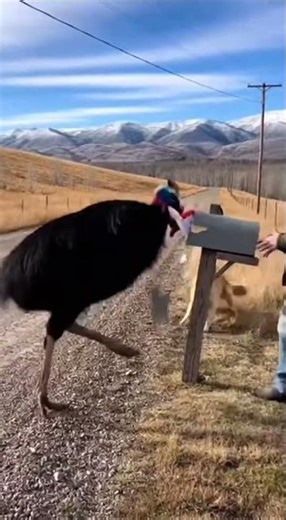 Cassowary Attacks Mailbox While Dog Saves Owner! 🦅😱 Wildlife Encounter #shorts