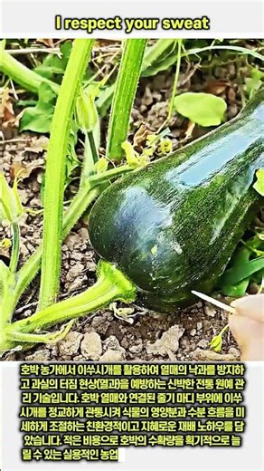 이쑤시개를 활용한 호박 낙과 및 열과 방지 기술 #worker #process #smartfarming #organicfarming #gardeningtips