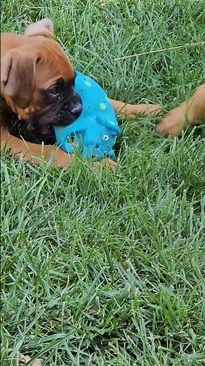 🐶 Absolutely Adorable Little Boxer Puppies! Playing with Toy! 🎾