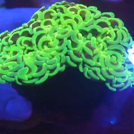 🌴🌴🌴 Electric Green Hammer, Euphyllia ancora, Эуфиллия молоточковая #reefcorals #морскойаквариум
