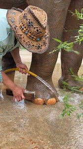 77K views · 957 reactions | Its a self care day/ #selfcare #elephant #turtles #TeamUSA #nationalanthem #ncaafootball | Wild About Elephants | Facebook