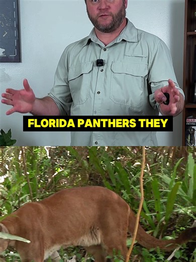 Understanding Florida Panthers: The Myths and Facts