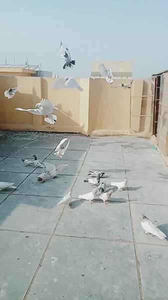 Exploring the Colors and Behaviors of Pigeons Outdoors