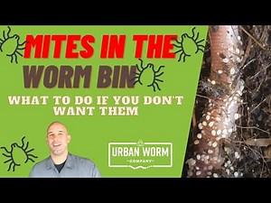 Coffee & Compost: Mites in the Worm Bin - Why are They Here and How Can You Eliminate Them?