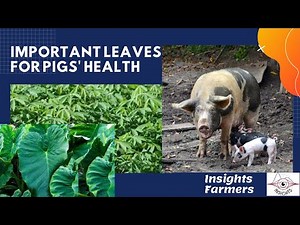 Important Leaves 4 Pigs | How to make pig grow fast with leaves | How to care for pig with leaves