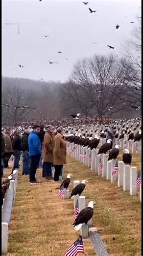 6.1M views · 139K reactions |  Thousands of bald eagles gathered at a Missouri veterans cemetery in Branson today. People were left speechless as the eagles perched on nearby trees, and many eagles landed on veterans gravestones. Some called it a sign from above.#Branson #Veterans #Patriotism #Eagles #TableRockLake #Missouri #FaithInAmerica #HonorOurHeroes #OnlyInBranson #AmericanPride | Branson Area Breaking News | Facebook