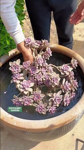 How to Water Succulents (The Right Way!) 💦