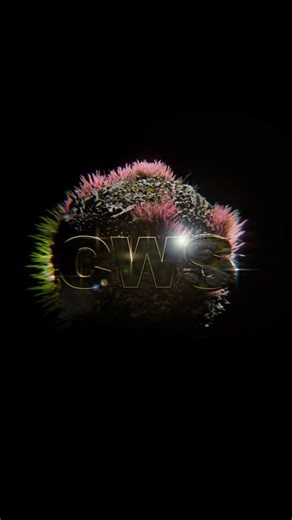 CREATIVE WORLD STUDIO || 3D INTRO || NOT A.I || ANIMATION