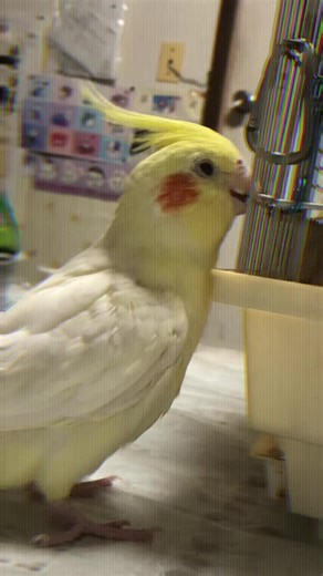 TikTokでmasa saitoさんをチェック！