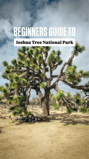 First time visiting Joshua Tree National Park? 🌵 💬 Comment “GUIDE” and we’ll send the link to our California bucket list guide with all these locations and over 750 others! This beginner guide covers the must-see stops and easy hikes that give you a feel for the park without overdoing it. From cactus gardens to iconic rock formations, here’s how to experience Joshua Tree for the first time — plus a couple of options if you want to push a little farther. 🌵 ⁠ 🌵 Cholla Cactus Garden One of the 
