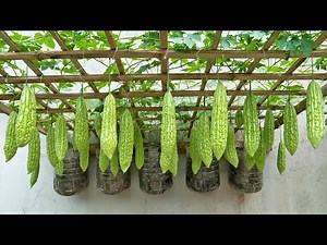 The idea of ​​​​recycling wall-mounted plastic bottles to grow bitter melon, easily without a garden