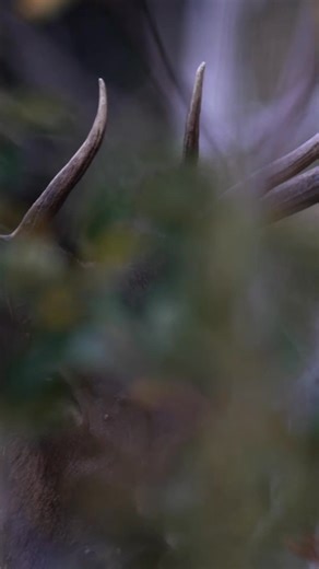 Game Calls by Bone Collector on Instagram: "The mountains are alive. The bulls are bugling. It’s elk season. 🔥 🛒Elk mouth calls now @walmart #bonecollectorgamecalls"