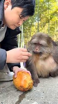 Xingxing Really Waits Patiently. #Monkey #Animal #Cute #Funny #Fyp