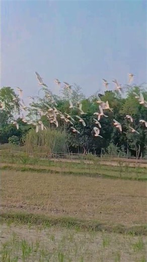 Kalpana bichhiya aisi Rahi status video song viral trending reels shortfeed #shortvideo #video #vlog