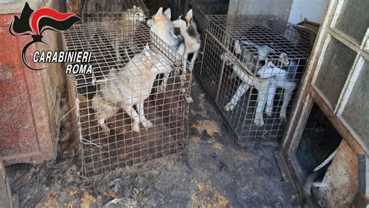 240 husky prigionieri a Ponzano Romano – Il Collettivo Voce Animale convoca una conference call nazionale l'8 settembre - politicamentecorretto.com
