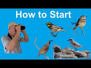If I Was to Start Bird Watching Today, Here's Exactly What I'd Do | Beginner Advice