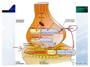 Neurotransmisores (Sinapsis Quimica)