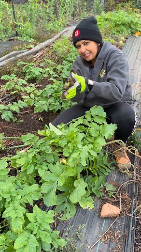 Suggest a simple recipe that i can cook in a rustic way using fresh organic white radish/ muli🤩😍on chulha #gardening #farming #farmtotable #villagelife | Patilkulkarnifarms