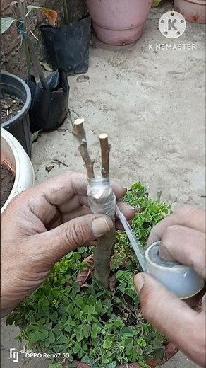 I Grafted 30 Different Fruits onto One Tree #shorts #garden #grafting #fruit