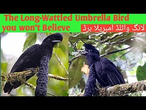 The Amazing long Wattled Umberalla Bird