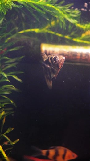 3.9K views · 38 reactions | ✨ Marble Archer Fish ✨With their striking marble patterns and legendary ability to spit water to catch prey, they’re as fascinating as they are beautiful. A true collector’s fish — and not one you’ll see often. Don’t miss out, they won’t last long! https://www.natureaquariums.com.au/products/archer-fish-3cm?_pos=1&_psq=archer&_ss=e&_v=1.0 #archerfish #aquariumfish #aquariumhobby #rarefish | Nature Pets & Aquariums | Facebook