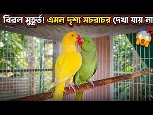 💘 OMG! Romantic Talking Parrots 😱 Yellow Ringneck & Alexandrine CONFESS LOVE 💕 So Cute Conversation!