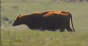 Vet Says The Chances Of Cow's Rare Birth Happening Is One In Eleven Million