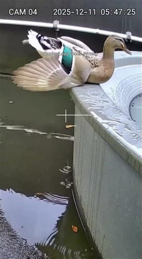 Funny Duck Fails Hilariously Trying To Jump Into Trough