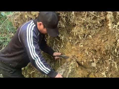 Alone in the Deep Forest — Secret Warm Shelter Beneath a Fallen Pine