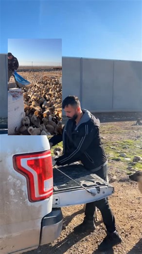 Rescue Man | explain About dogs kirkuk iraq Please share repost 🙏🏻 Don’t forget im walker man for every where & citys in iraq 🐾 | Instagram