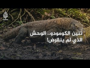 إندونيسيا واكتشاف المجهول - 1 دراجون كومودو