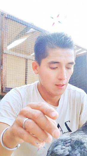 #AvesOrnamentales #LiniaTurca #Perú🇵🇪🇵🇪 #CriaderoChespi