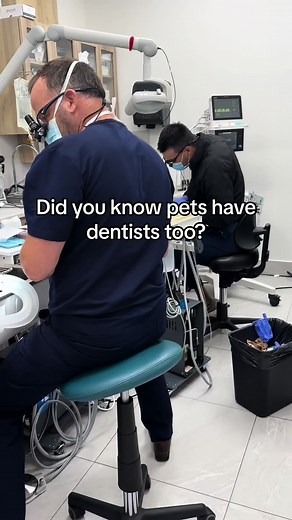 Simultaneous dentistries 💪🏻 🦷 #dentistry #ottawa #vet #vetmed #doctors #CapCut