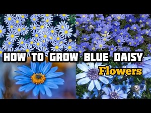 How To Grow Blue Daisy Flowers | flowers gardening - Grow Blue Daisy Flowers in garden