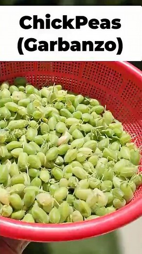 Harvesting Chickpeas, Beetroot & Greens – Home Garden Bounty! 🏡🌿