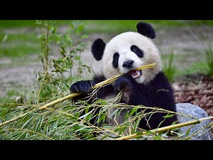 Panda | Calgary Zoo (Canada)