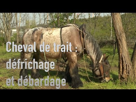 Draft horses: their use for logging