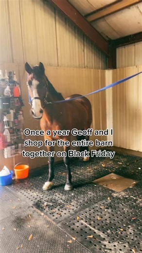 500.Equicore for $40 off YES PLEASE #keratex #horsecare #barnowner #horse #englishriding #westernriding #treatyoself #SimsSelves #KraftMacMeSkip #fyp #fbreels #viral #fypシ #fyp #love #foryou #trending | Judy Foster