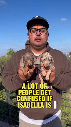 Meet Isabella Doxies: Dachshund Love and More!