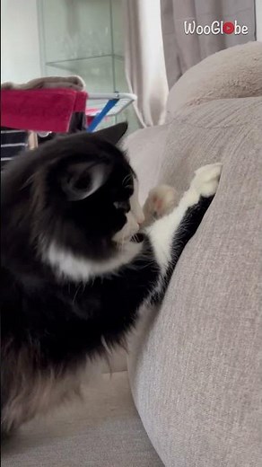 Cat Catch Fly: Dramatic Leap for the Perfect Catch || WooGlobe